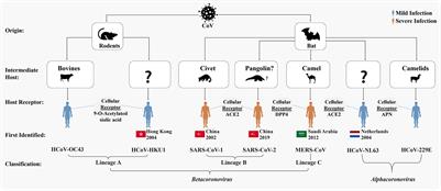 Major Insights in Dynamics of Host Response to SARS-CoV-2: Impacts and Challenges